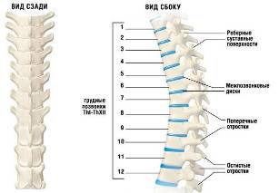 Cervical Osteochondrosis